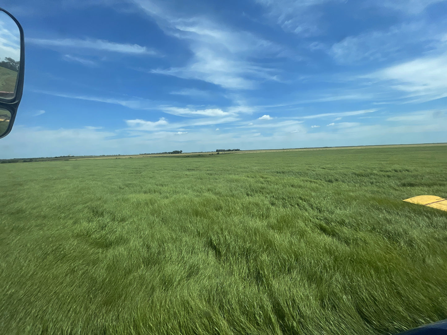 Premium Hay for Rabbits, Guinea Pigs, Chinchillas, and Hamsters