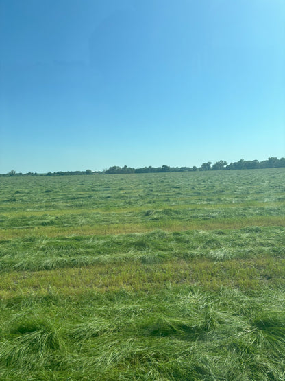 Premium Hay for Rabbits, Guinea Pigs, Chinchillas, and Hamsters